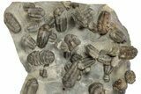 Cluster Of + Austerops Trilobite & Harpid - Jorf, Morocco #356935-4